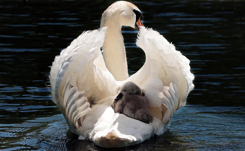 Swan Lake